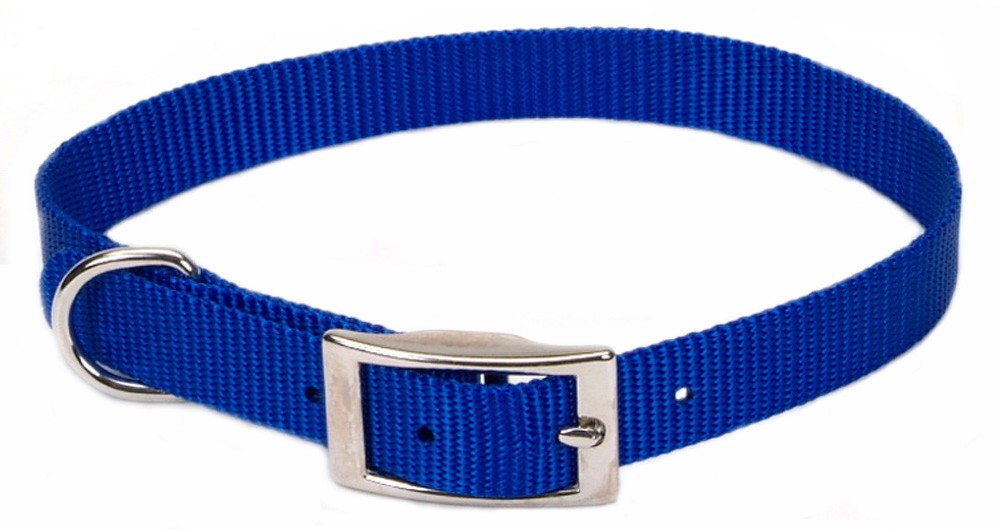 Coastal SinglePly Nylon Dog Collar Blue 1ea/5/8 In X 12 in Pet