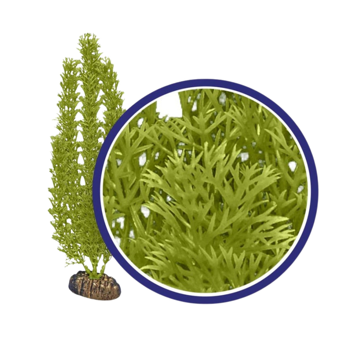 Weco Products Freshwater Series Foxtail Aquarium Plant Green, 1ea/9 in ...